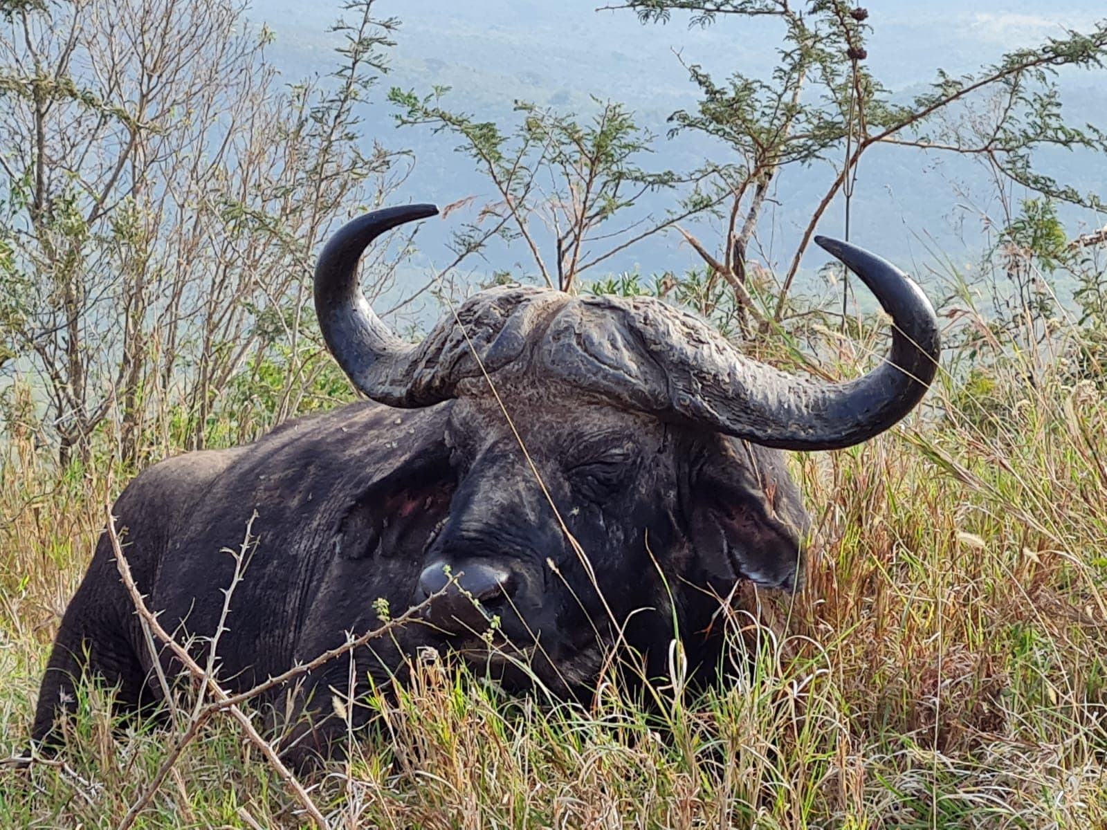 Close-up portrait of a Cape buffalo bull in the Hluhluwe bush
