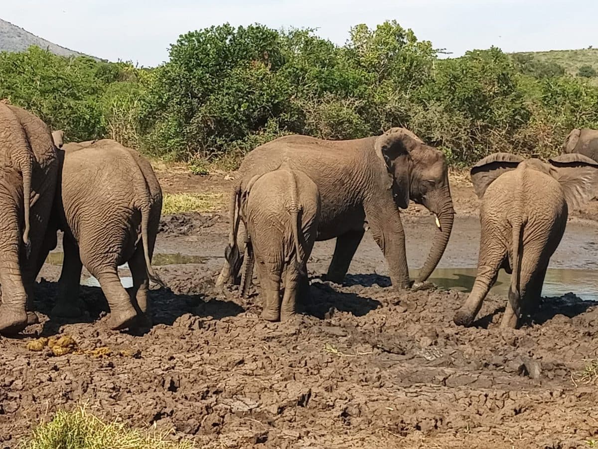 Elephant herd at a waterhole in Hluhluwe-iMfolozi Game Reserve, KwaZulu-Natal
