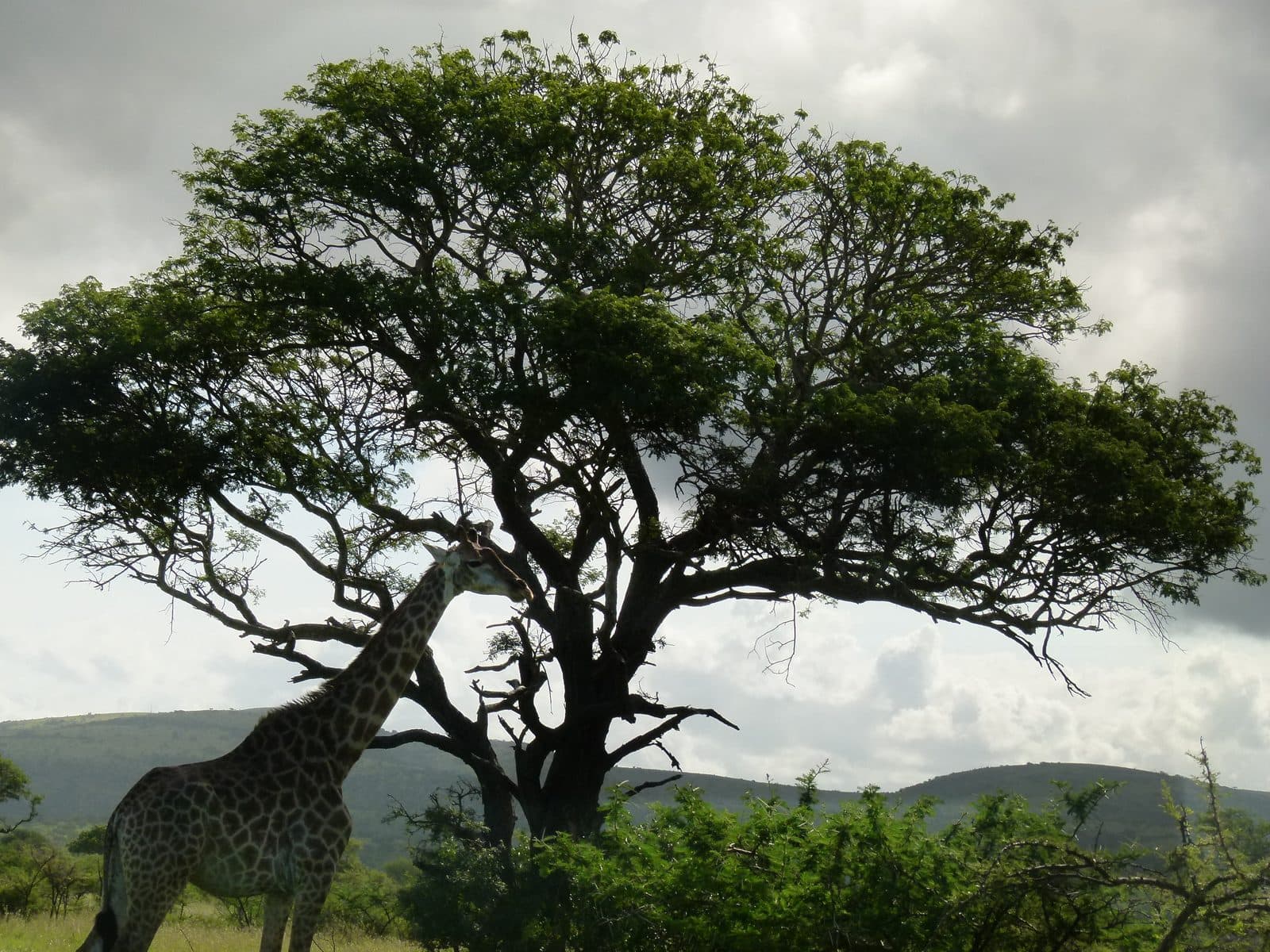 A giraffe feeding beneath a wide acacia tree in Hluhluwe