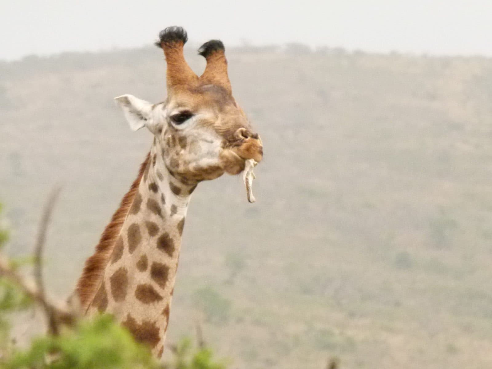 Close-up portrait of a giraffe's head and neck