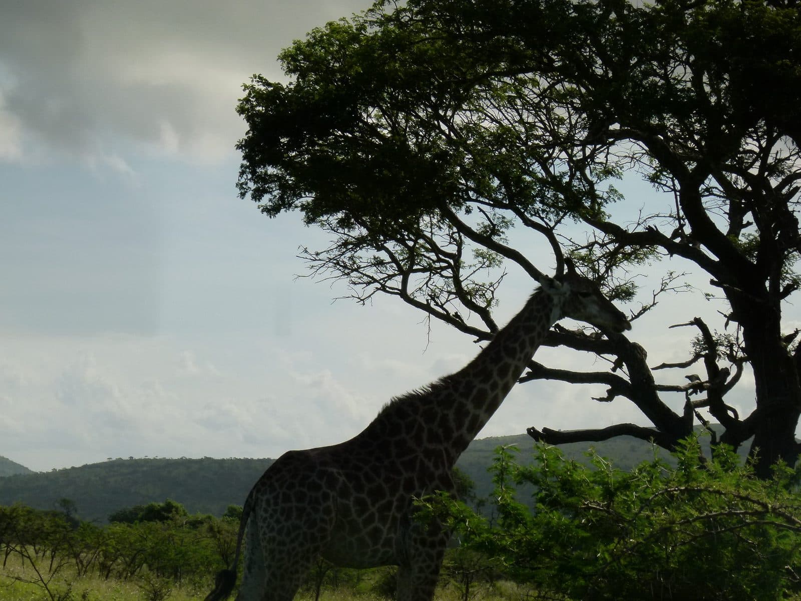 A giraffe walking across the open savannah near Hluhluwe