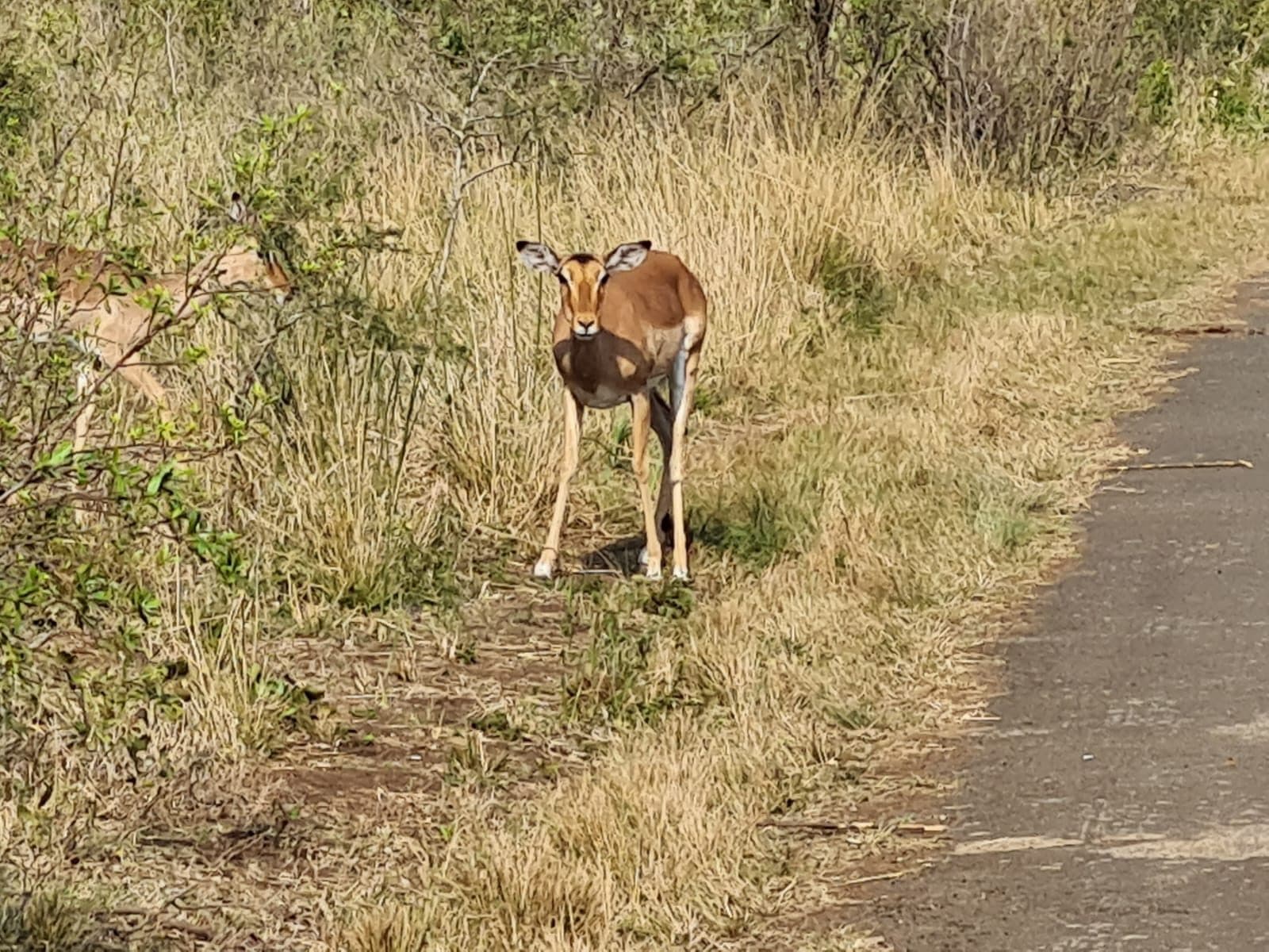 Impala grazing in the grasslands of Hluhluwe-iMfolozi