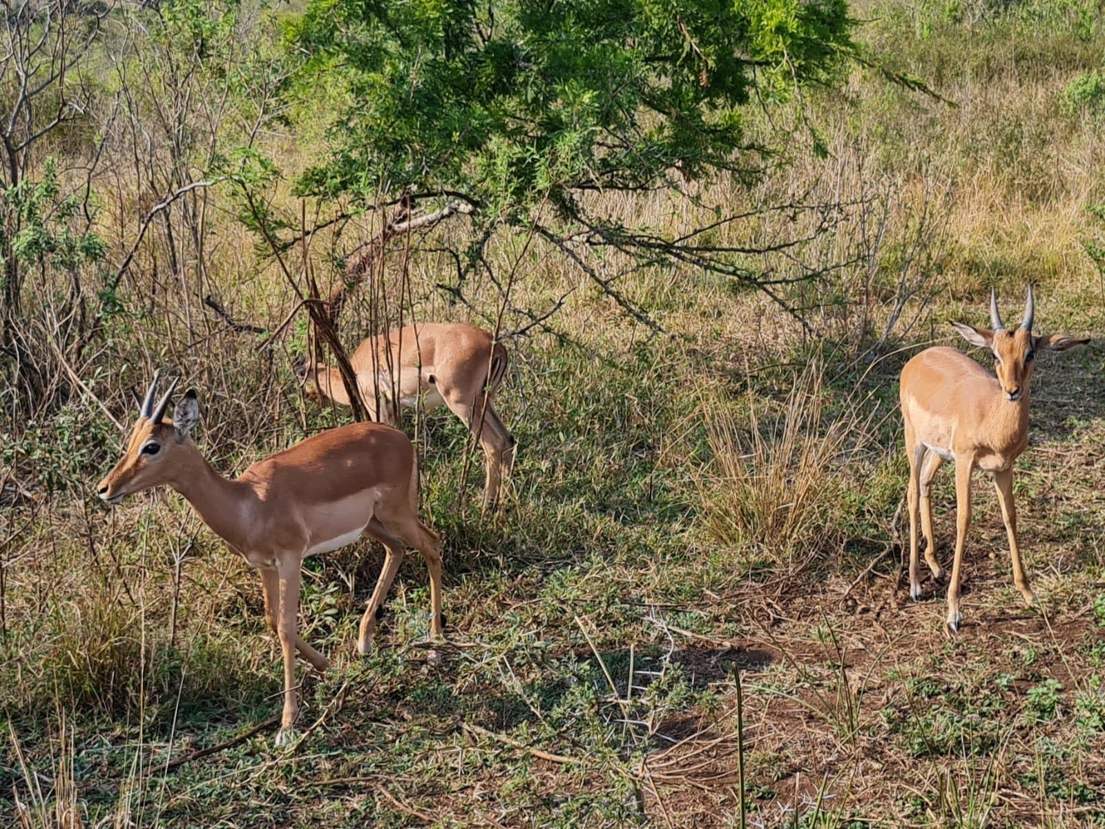 A herd of impala standing alert in the Hluhluwe bushveld
