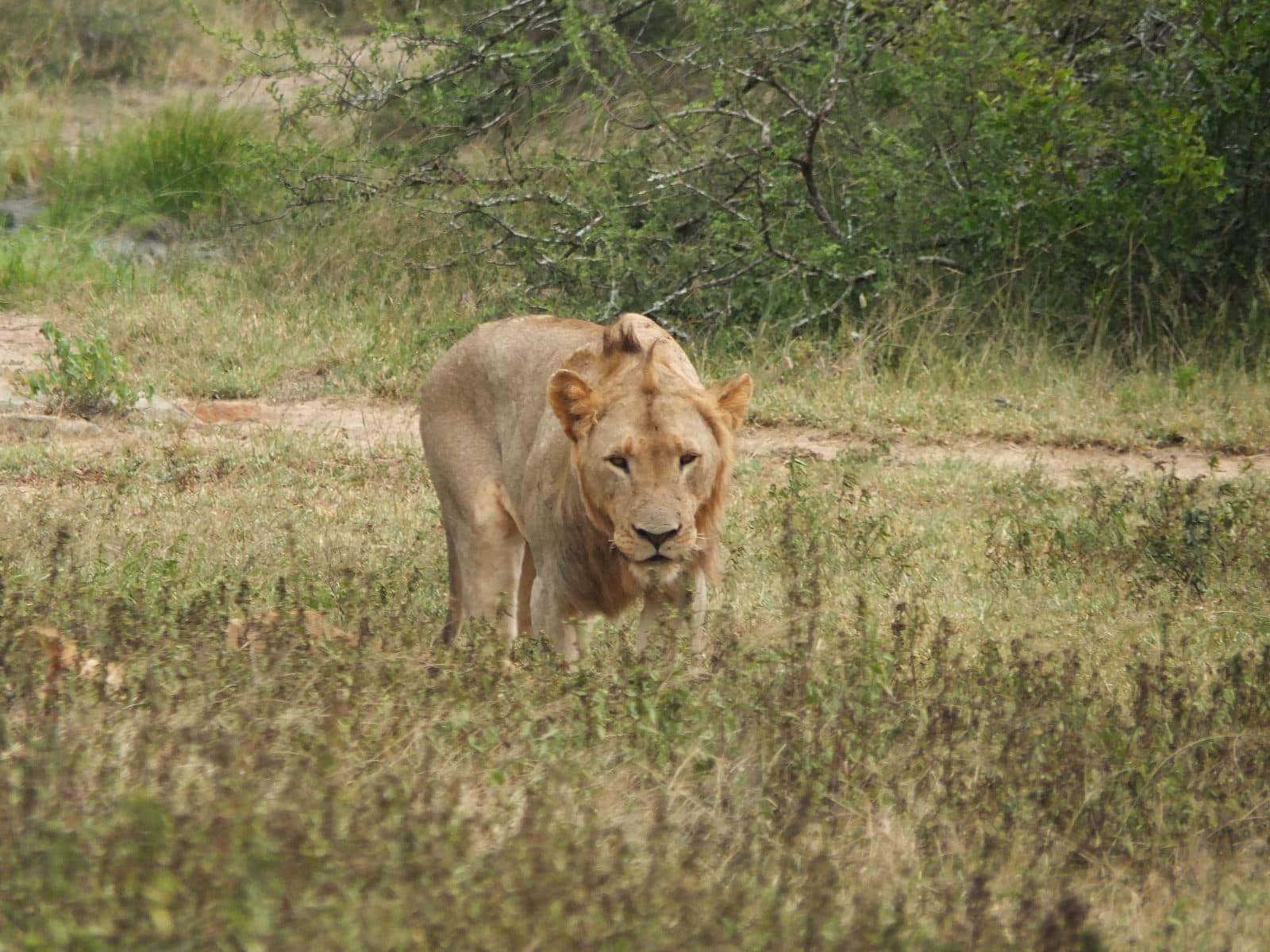 Close-up portrait of a lioness in Hluhluwe-iMfolozi Game Reserve