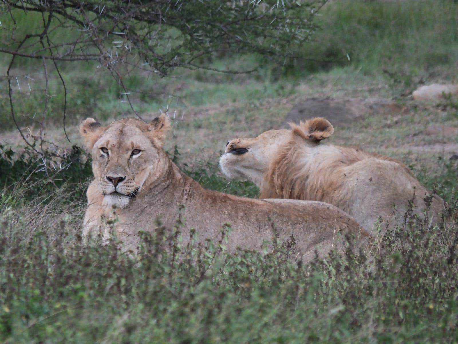 A pride of lions resting under a tree in Hluhluwe-iMfolozi Game Reserve