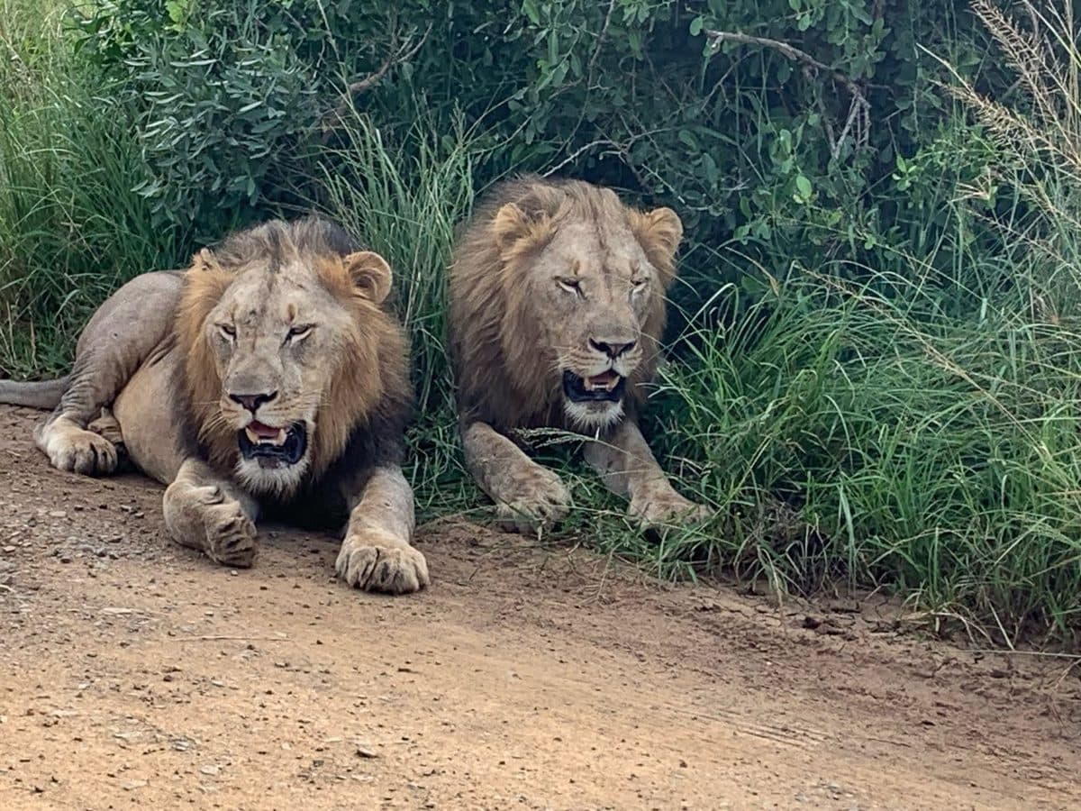Two male lions resting on a road in Hluhluwe-iMfolozi Game Reserve