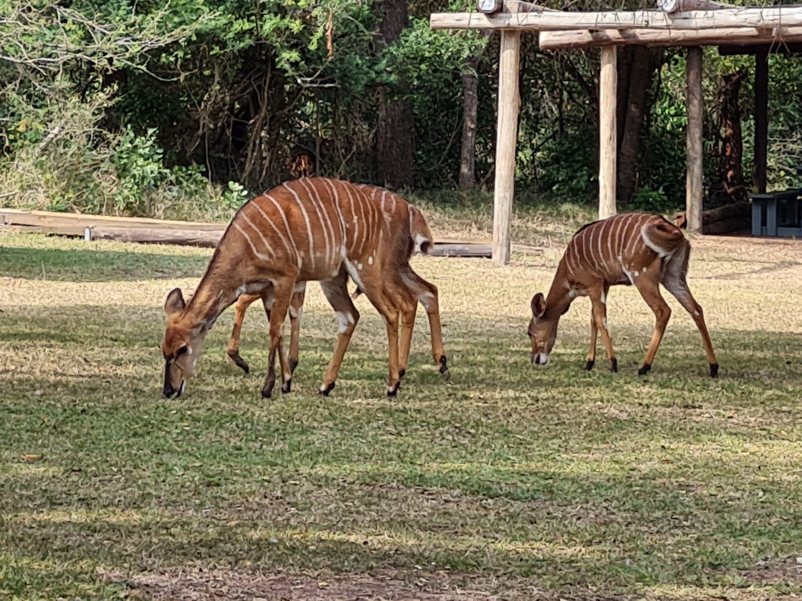 Nyala antelope sheltering among the bushveld vegetation