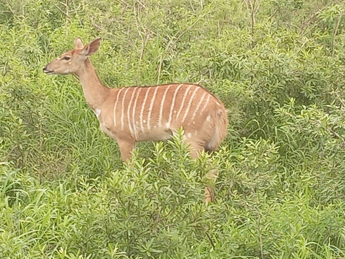 Female nyala antelope walking through the bushveld in Hluhluwe