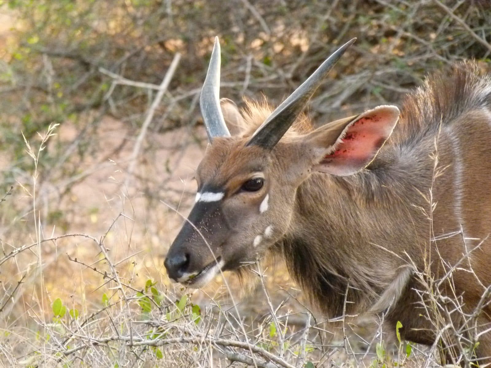 A male nyala antelope with spiral horns in the Hluhluwe bush