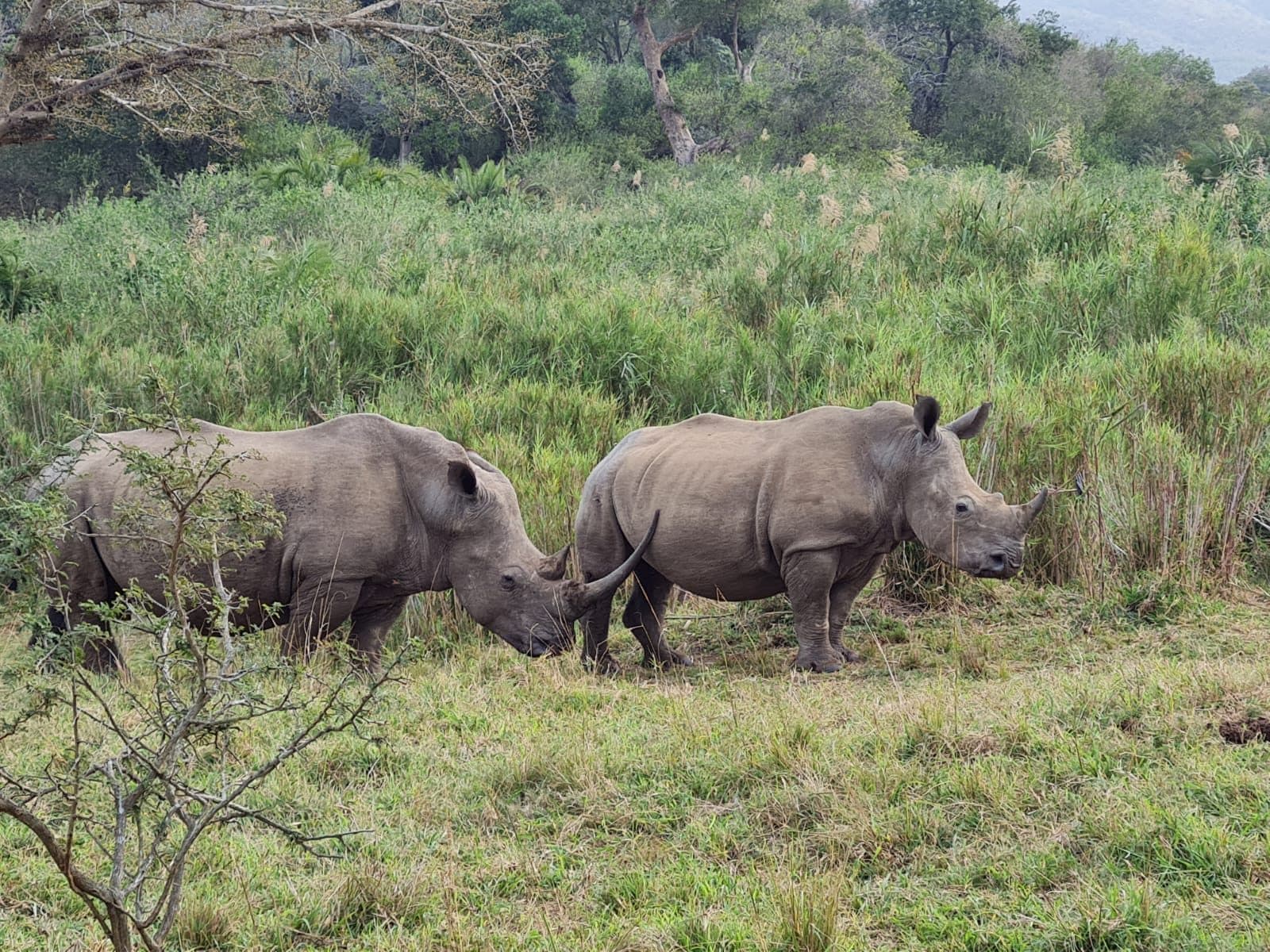 Close-up of a white rhino's face and horn in Hluhluwe-iMfolozi
