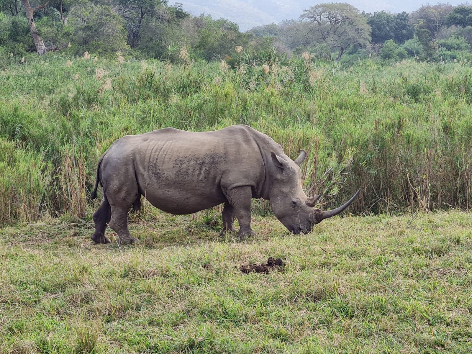 White rhino grazing in tall grass in Hluhluwe-iMfolozi