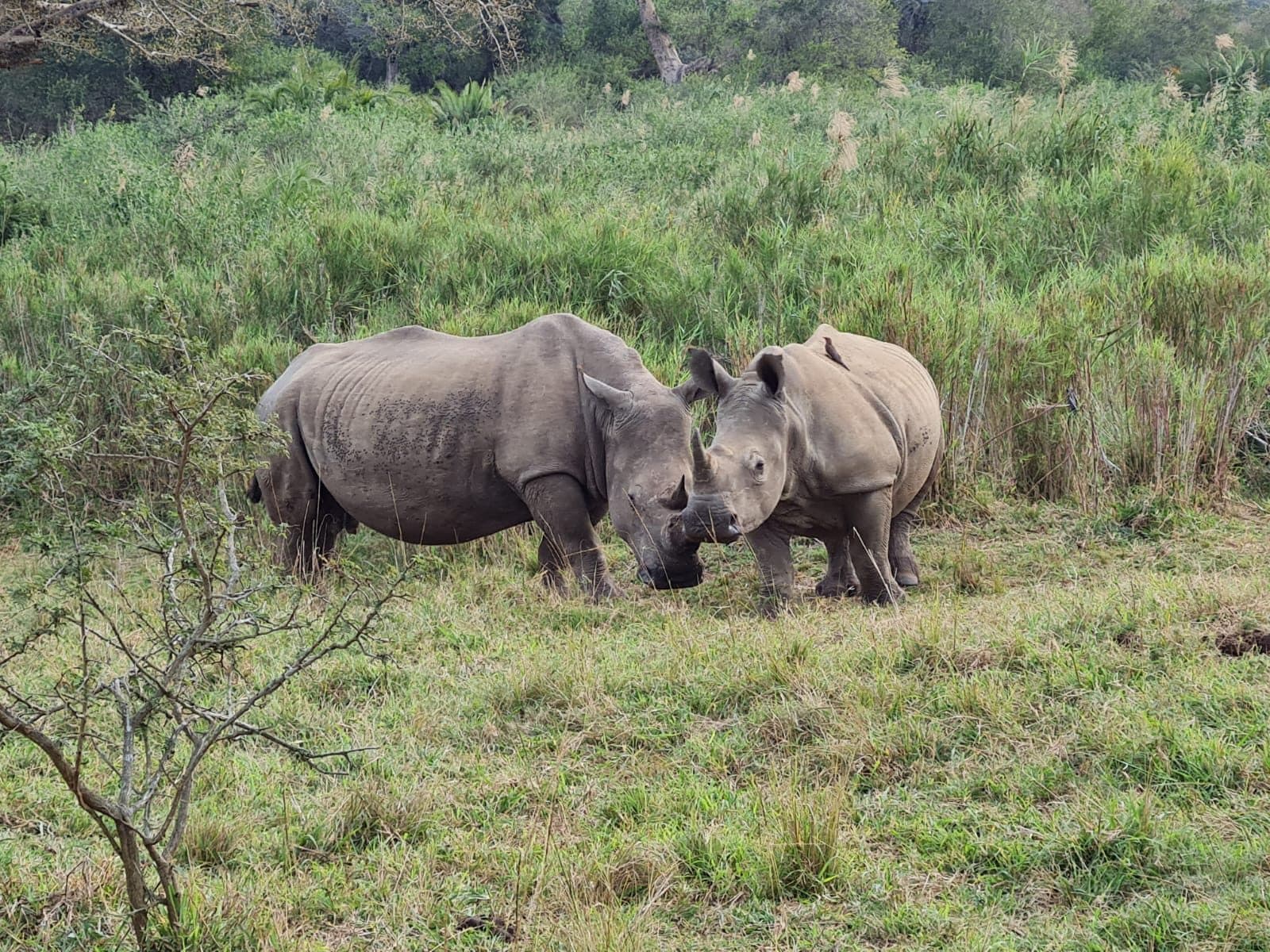 White rhino in profile walking through the grasslands of Hluhluwe