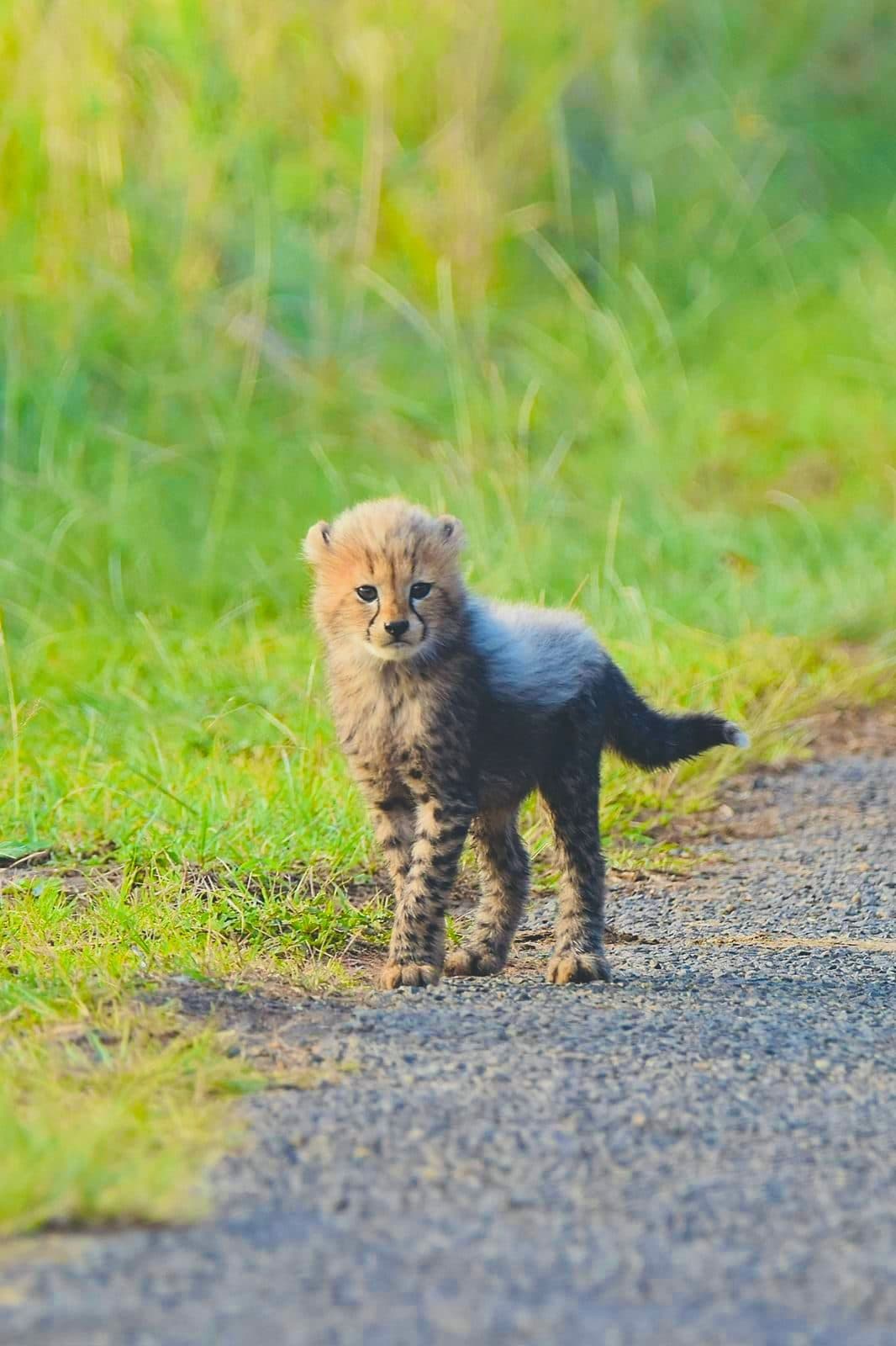 Big 5 safari experience in Zululand with Diza Travels
