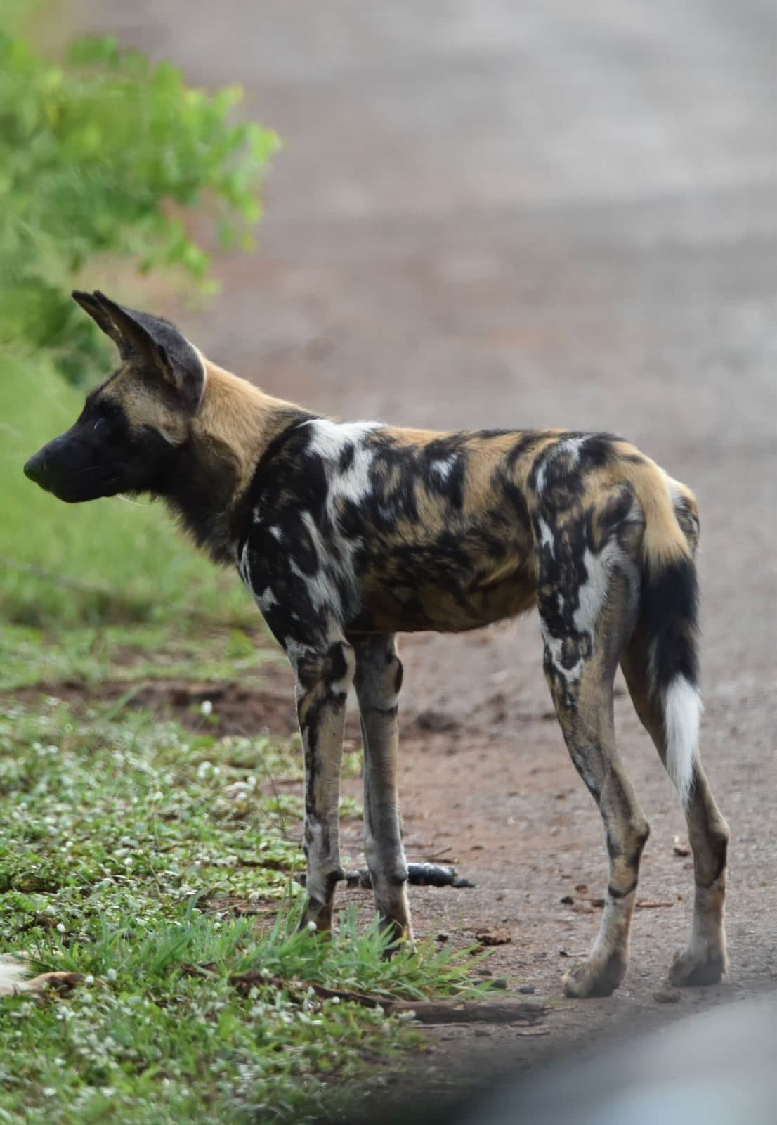 Game drive through Hluhluwe-iMfolozi with local safari guides