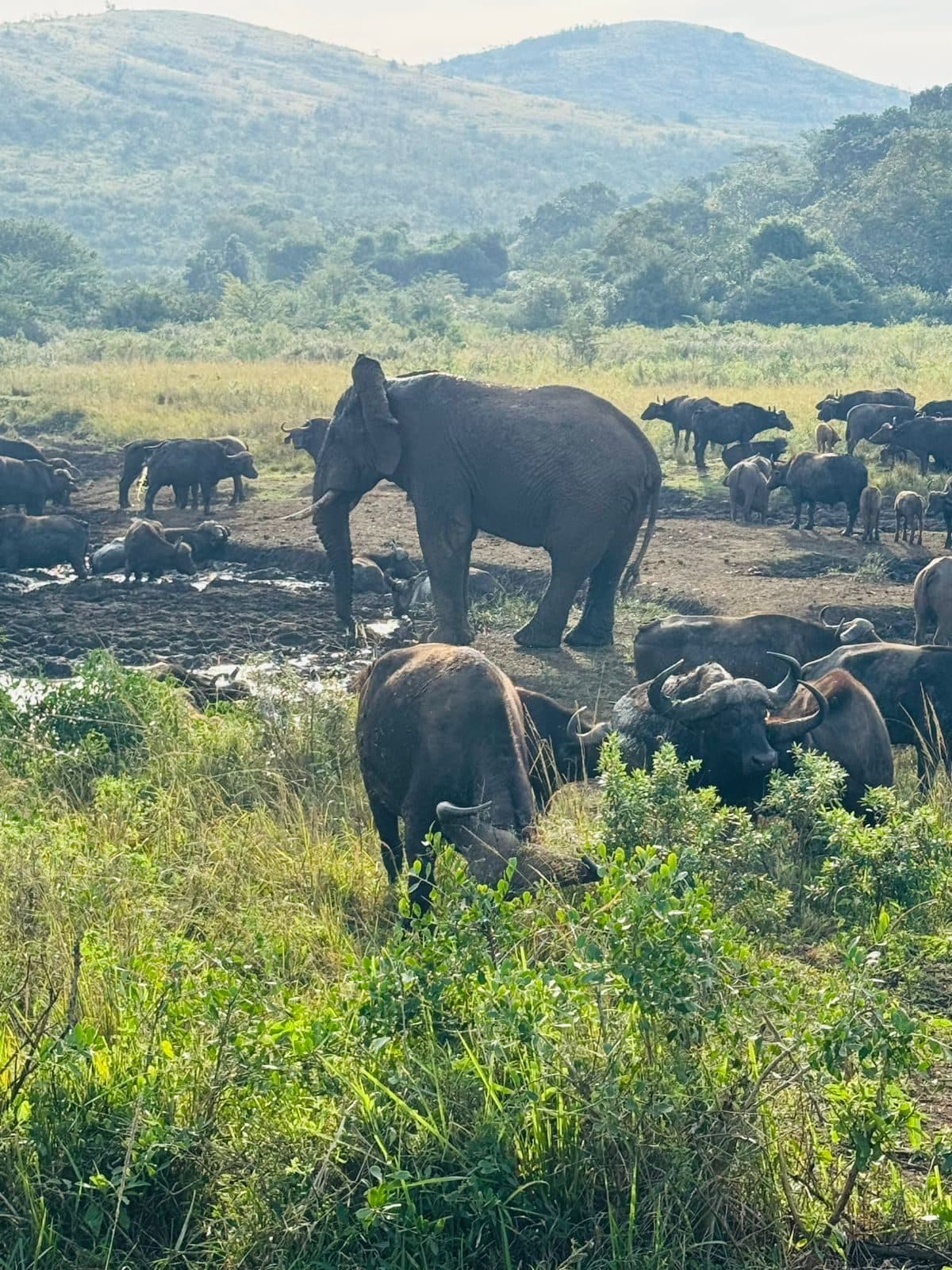 Wildlife encounter on a Diza Travels safari in KwaZulu-Natal