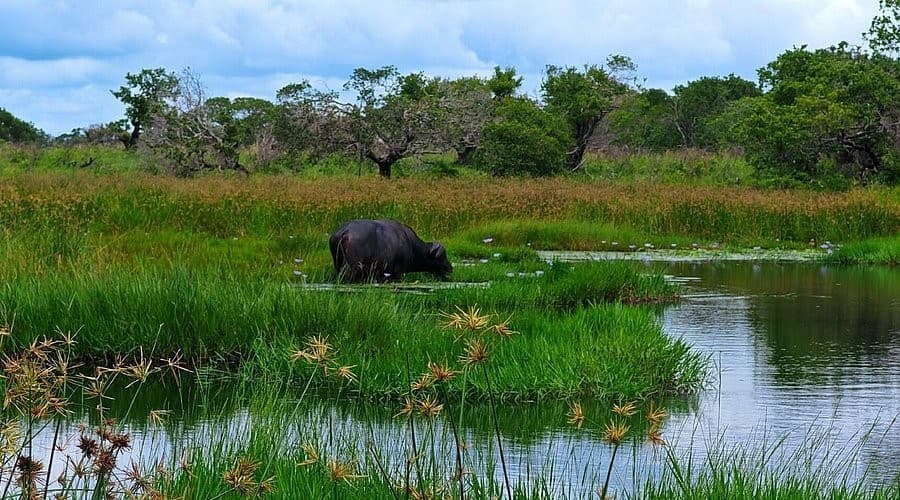 St. Lucia Boat Cruise — Boat cruise on the St. Lucia Estuary with hippos nearby