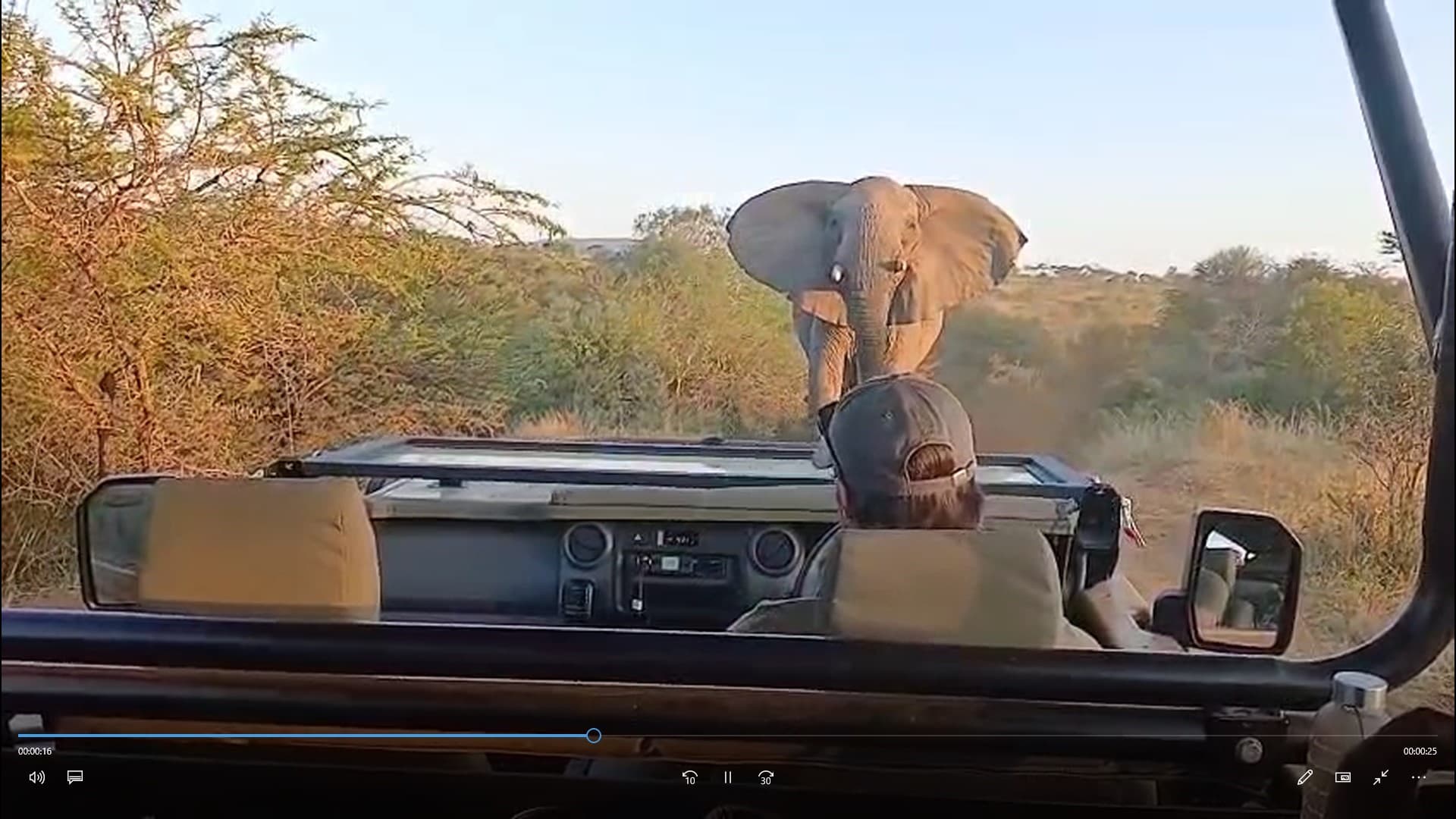 Tembe Priority Species Monitoring — Lion pride at a waterhole in Tembe Elephant Park, KwaZulu-Natal